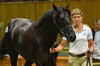 Karaka 2019 Sale-topper from the draft of Waikato Stud (Lot 192).